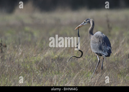 Great Blue Heron in einer Wiese in Washington mit einer Schlange Stockfoto