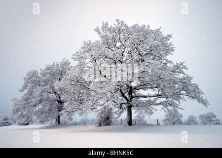 Bäume in der Chiltern Hills, in der Nähe von High Wycombe. Dezember Schnee 2009 Stockfoto