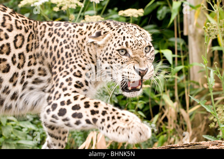 Persische Leoparden in Gefangenschaft Stockfoto