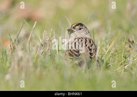 Golden gekrönt Sparrow auf dem Boden in einem Feld Stockfoto