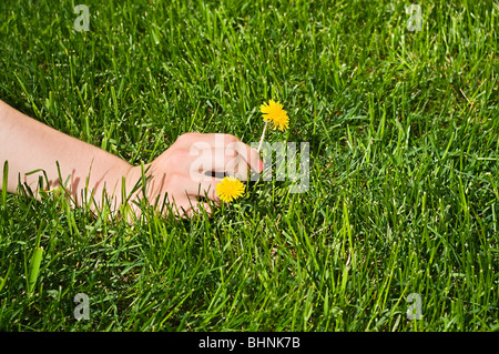 Frau die Hände auf dem grünen Rasen. Halten Sie eine gelbe Blumen Stockfoto