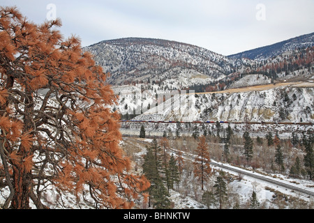 Toten Ponderosa Pinien infiziert von Mountain Pine Beetle, Thompson River Region, nördlich von Spences Bridge, Britisch-Kolumbien Stockfoto