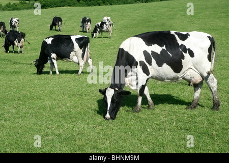 Schwarz / Weiß Kuh Essen grüne Wiese Rasen Stockfoto