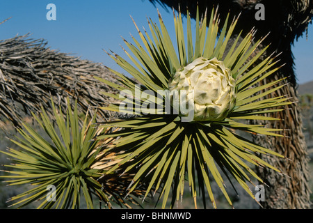 Joshua Tree Blossom (Yucca Brevifolia) Stockfoto