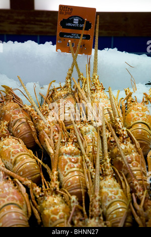 Anzeige der Langusten – auf dem Eis – für den Verkauf in einem französischen Supermarkt. Stockfoto