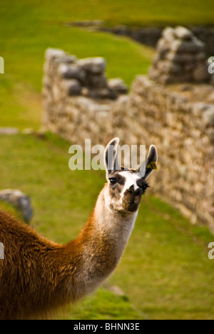 Machu Pichu Llama machte am Morgen erste Dinge auf, Cusco, Peru Stockfoto