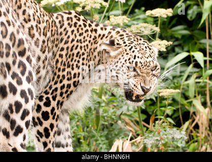 Persische Leoparden in Gefangenschaft Stockfoto