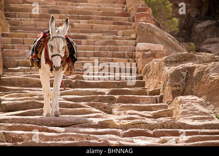 Esel zu Fuß die Treppe hinunter aus den Bergen von Petra, Jordanien, Asien. Stockfoto