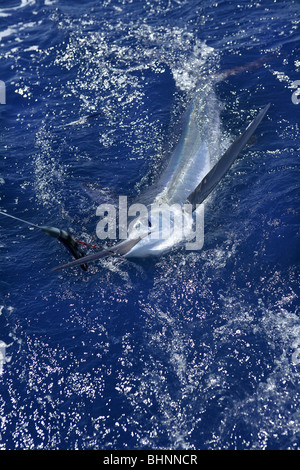 Schönen weißen Marlin echte Bill Fisch auf dem atlantischen Wasser Sportfischen Stockfoto