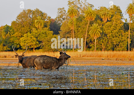 Hirsche Sambar (Cervus unicolor Niger) Weiden in einem See in Ranthambore Nationalpark Stockfoto