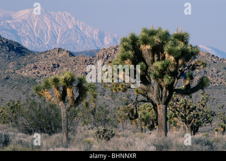 Joshua Tree (Yucca Brevifolia) Stockfoto
