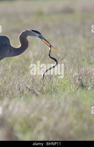 Great Blue Heron in einem Feld in Washington mit Schlange Stockfoto