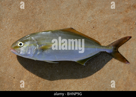 Seriola Dumerili Fische größer Amberjack auf braunem Hintergrund Stockfoto