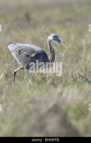 Great Blue Heron in einem Feld in Washington Stockfoto