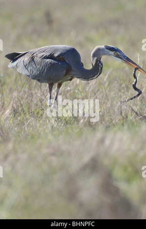 Great Blue Heron in einem Feld in Washington mit Schlange Stockfoto