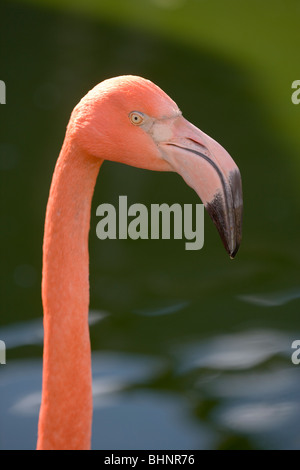 Karibik, Rosy, Kubanisch, American oder Rosaflamingo (Phoenicopterus Ruber Roseus). Stockfoto