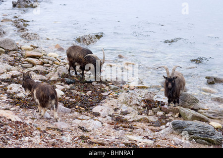 "Wild" oder verwilderten Ziegen (Capra Hircus). Fütterung auf Küste abfangen und Algen Essen. Islay, Schottland. Stockfoto