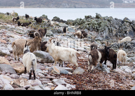 "Wild" oder verwilderten Ziegen (Capra Hircus). Küste, Islay, Schottland. Stockfoto