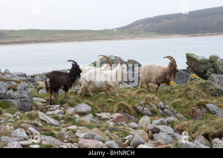 "Wild" oder verwilderten Ziegen (Capra Hircus). Felsenküste, Islay, Schottland. Stockfoto