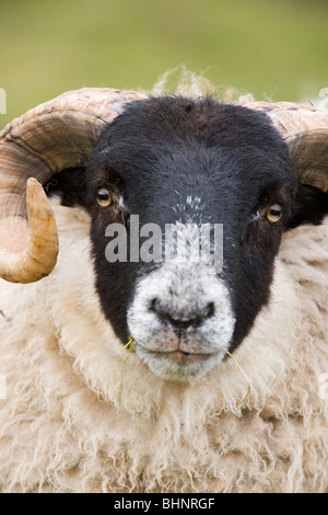 Schottischen Schafe Schwarz - konfrontiert. Ovis Aries. Ewe oder weiblich. Islay, Schottland. Stockfoto