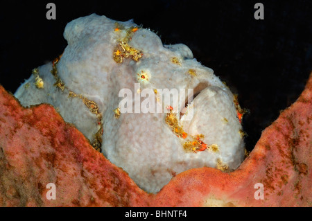 Antennarius Coccineus, sommersprossige Anglerfisch, Scarlet Anglerfisch, Tulamben, Bali, Indonesien, Indo-Pazifik Stockfoto