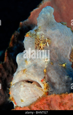 Antennarius Coccineus, sommersprossige Anglerfisch, Scarlet Anglerfisch, Tulamben, Bali, Indonesien, Indo-Pazifik Stockfoto