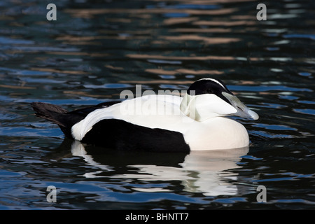 Männliche gemeinsame Eiderente (Somateria Mollissima) Stockfoto