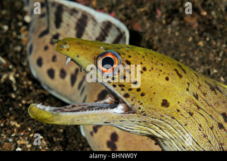 Gymnothorax Fimbriatus, Spot-Gesicht Moray, gefransten Moray, Tulamben, Bali, Indonesien, Indo-Pazifik Stockfoto