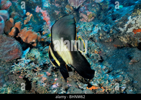 Platax Pinnatus, juvenile schattiert Fledermausfische, Dusky Fledermausfische, Tulamben, Bali, Indonesien, Indo-Pazifik Stockfoto