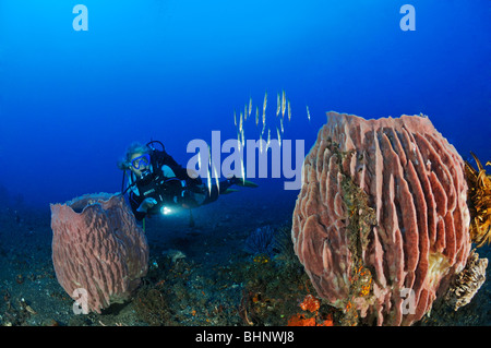 Centriscus Scutatus, Xestospongia Testudinaria, Taucher mit Schule gerillt Razor-Fisch und Fass-Schwamm, Bali Stockfoto