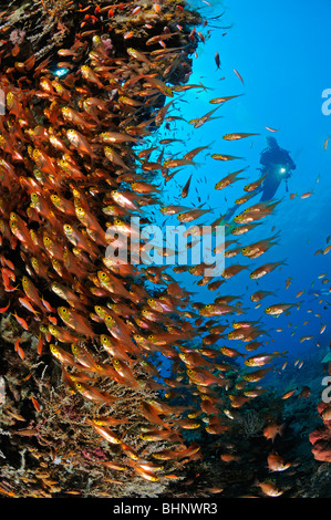 Beginnt Ransonneti, Schule der Zwerg Kehrmaschine mit Scuba Diver, Divespot Oase, Alam Anda Bali Stockfoto