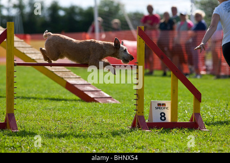 Hund im Agility Wettbewerb springen Stockfoto