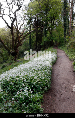 ALLIUM URSINUM. RAMSONS. WILDER KNOBLAUCH. IM WALD WACHSEN Stockfoto