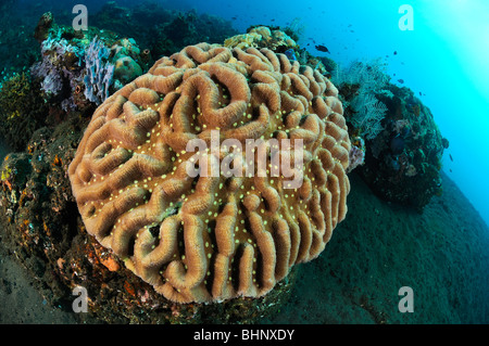 Leptoseris Mycetoseroides, Coral Ridge, Out of Eden, Alam Anda, Bali, Indonesien, Indo-Pazifik Stockfoto