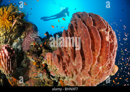 Xestospongia Testudinaria, Scuba Diver bei bunte Korallenriff mit Fass-Schwamm und Weichkorallen, Out of Eden, Alam Anda, Bali Stockfoto