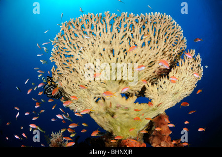 Pseudanthias SP., Acropora Clathrata, Anthias und Tabelle Korallen, Alam Anda, Out of Eden, Indo-Pazifischen Ozean, Bali, Indonesien Stockfoto