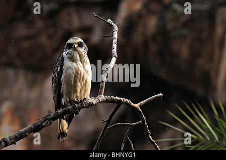 Juvenile Crested Serpent Adler (Spilornis Cheela oder Kanmuri Washi) auf einem Baum Barsch in Ranthambhore Tiger Reserve in Indien. Stockfoto