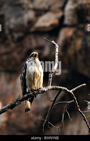 Juvenile Crested Serpent Adler (Spilornis Cheela oder Kanmuri Washi) auf einem Baum Barsch in Ranthambhore Tiger Reserve in Indien. Stockfoto