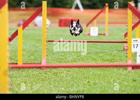 Hund im Agility Wettbewerb springen Stockfoto
