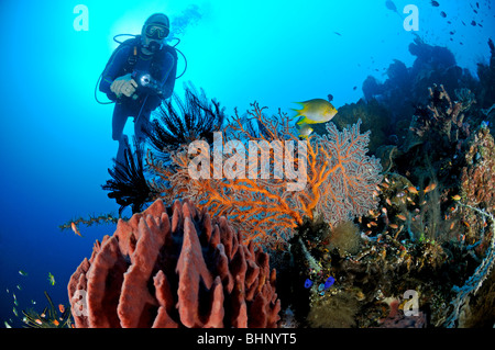 Xestospongia Testudinaria, Taucher mit bunten Korallenriff und Weichkorallen und Fass-Schwamm, Alam Anda, Hausriff, Bali Stockfoto