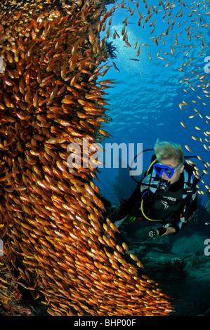 Beginnt Ransonneti und Scuba Diver, Amed, japanisches Schiffswrack, Bali, Indopazifik Ozean Stockfoto