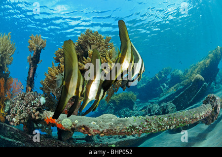 Platax Teira, Gruppe von juvenile Tall-Fin Fledermausfische, Amed, Bali, Indonesien, Indo-Pazifik Stockfoto