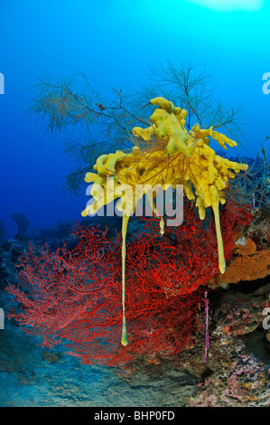 Subergorgia SP., gelbe Schwamm auf schwarzen Korallen und roten Gorgonien, Gorgonien Riff, Indo-Pazifischen Ozean Pemuteran, Bali, Indonesien Stockfoto