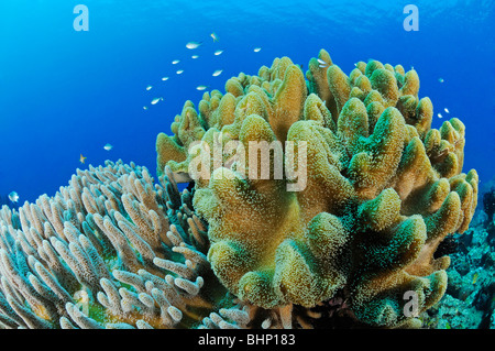 Sinularia SP., Variable finger Leder Koralle, Pemuteran, Bali, Indonesien, Napoleon Riff, Indo-Pazifik Stockfoto