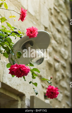 Außenleuchte mit Rosen an Wand des französischen Bauernhaus aus Stein Stockfoto