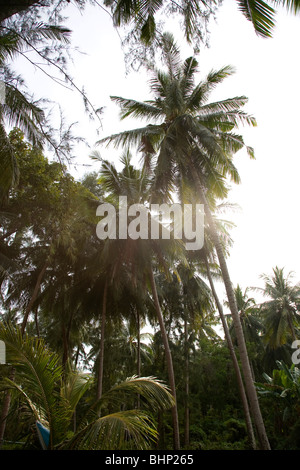 Lawa Insel Palmen - Thailand Stockfoto