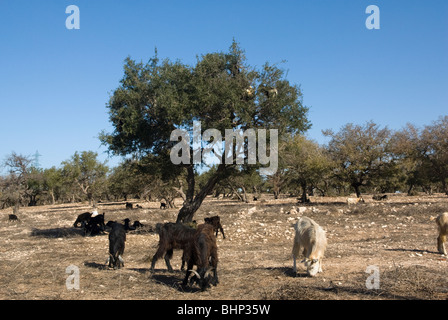 Ziegen in einer Arganbaum (Argania Spinosa), ernähren sich von Blättern und Früchten stehen. Marrakech-Tensift-El Haouz Region, Marokko. Stockfoto