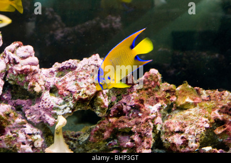 gelbe tropische Fische in Becken mit Koralle Stockfoto