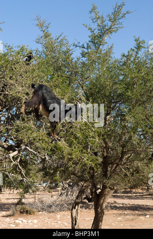 Ziegen in einer Arganbaum (Argania Spinosa), ernähren sich von Blättern und Früchten stehen. Marrakech-Tensift-El Haouz Region, Marokko. Stockfoto
