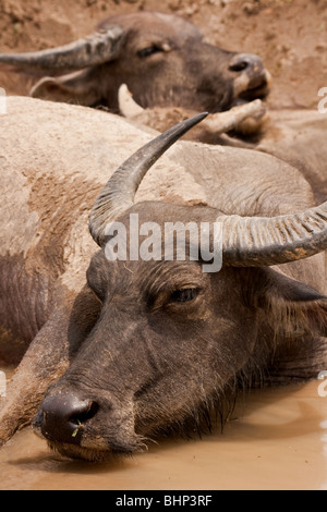 Arbeiten asiatische Wasserbüffel Abkühlung in der muddy Waters der Reisterrassen im Norden Vietnams. Stockfoto